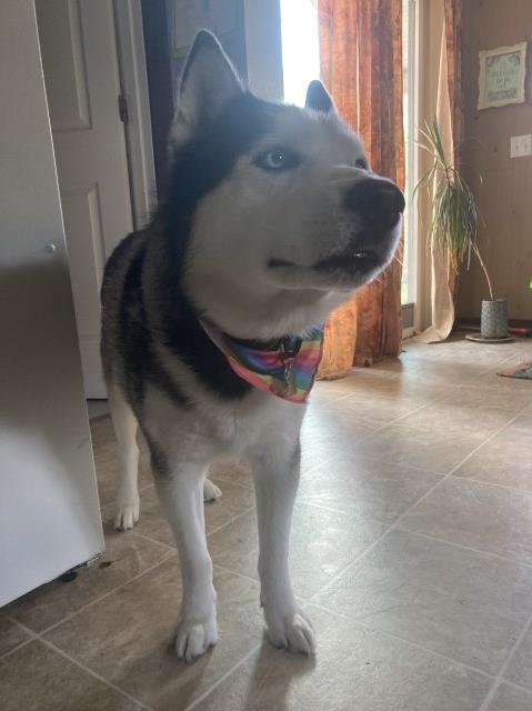 Siberian Husky Stud 31451