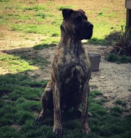 Karey Dawidowicz - Great Dane Stud