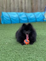 Giulia - Pomeranian Stud