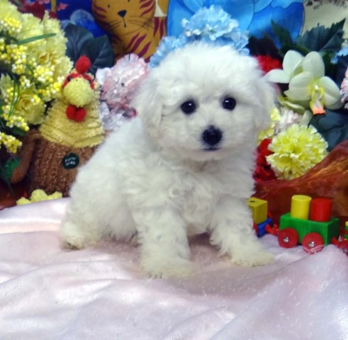 Bichon Frise Breeder 17314