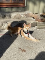 Jailene Rivera - Shiba Inu Stud