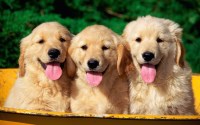 Susan Molina - Golden Retriever Breeder Golden Retriever for breeder