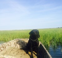 Shannon Singletary - Labrador Retriever Stud