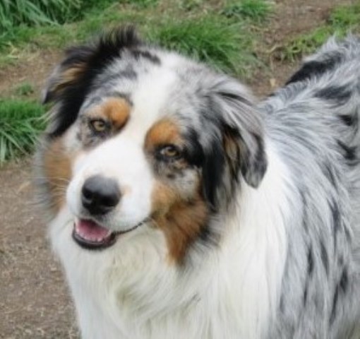 Australian Shepherd Dog Breeder 17580