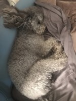 Samantha Cherry - Poodle Toy Stud