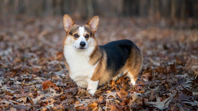 Pembroke Welsh Corgi Stud 28835