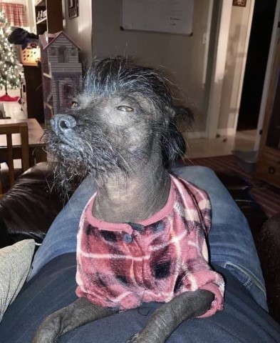 Chinese Crested Stud 30367