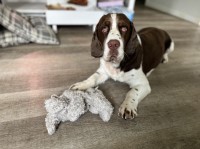 Jude - English Springer Spaniel Stud