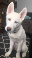 Kylie - Siberian Husky Stud