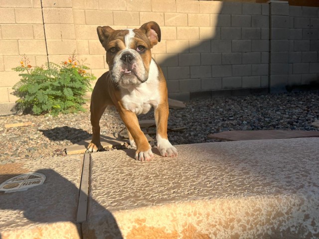 English Bulldog Stud 30532