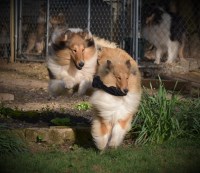 Brookwood Collies LLC Collie breeder