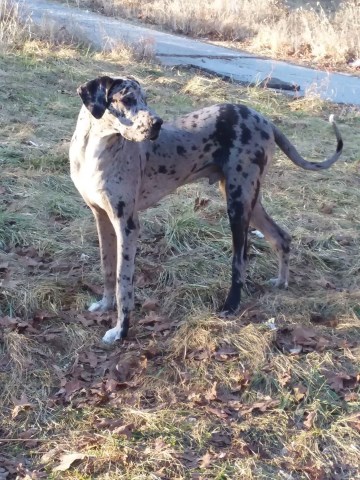 Great Dane Stud 26100