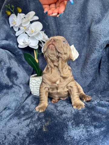 French Bulldog Stud 31832