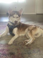 Ari - Siberian Husky Stud