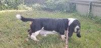 Dawn - Basset Hound Stud