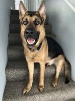 Lucio IV - German Shepherd Dog Stud