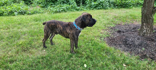 Mastiff Stud 28660