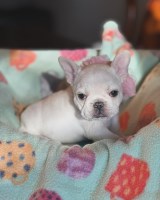 Smart fluffy Frenchies