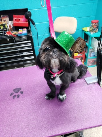 Shih Tzu Stud 26780