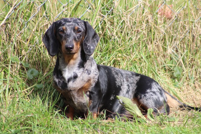 Mom's Dachshunds, Dachshund Breeder in Garrettsville, Ohio