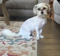 Jamie Council - Maltese Stud