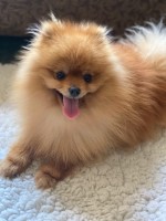 Mary - Pomeranian Stud