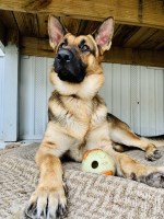 Angela - German Shepherd Dog Stud