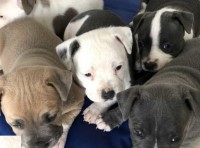 Staffordshire Bull Terrier thumbnail