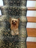 Michelle - Yorkshire Terrier Stud