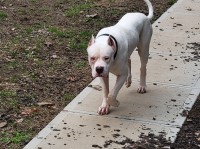 Dogo Argentino thumbnail
