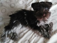 CFS Miniature Schnauzer breeder