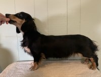 Karma Dachshunds Dachshund breeder