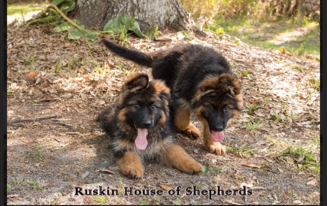 Ruskin House of Shepherds