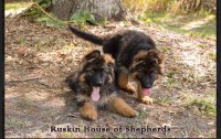 Ruskin House of Shepherds German Shepherd Dog breeder