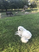 Ace - Great Pyrenees Stud
