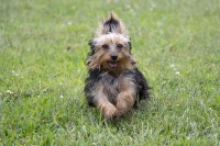Evelyn - Yorkshire Terrier Stud
