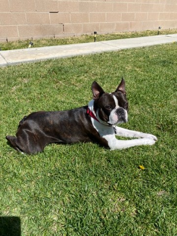 Boston Terrier Stud 28982