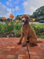 Kiki Bacon - Poodle Standard Stud