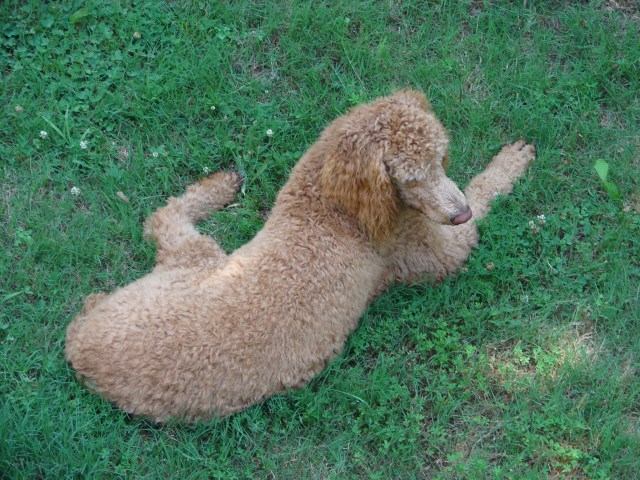 Labradoodle Breeder 19386