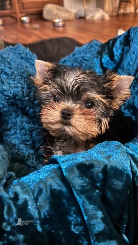 Blueberry Brook Yorkies