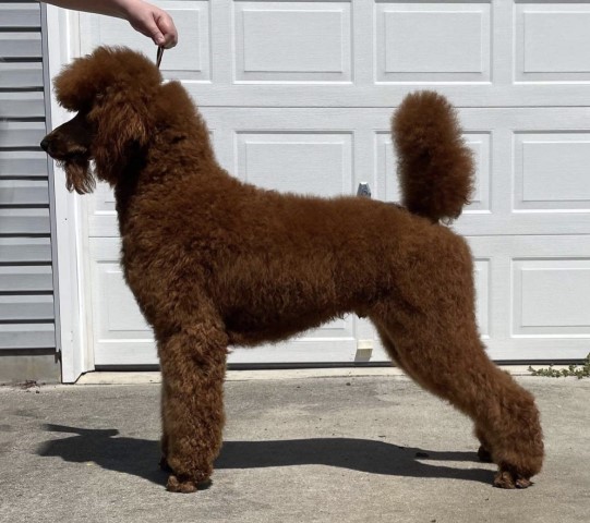 Poodle Standard Stud 29588