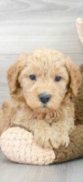 Wes Adams - Goldendoodle Stud
