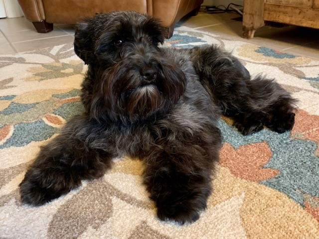 Miniature Schnauzer Breeder 21488