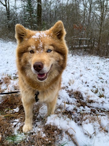 Southern Siberian Life