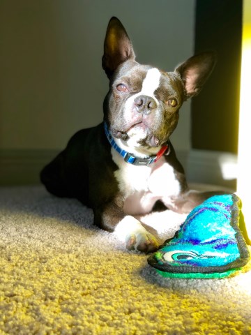 Boston Terrier Stud 26907