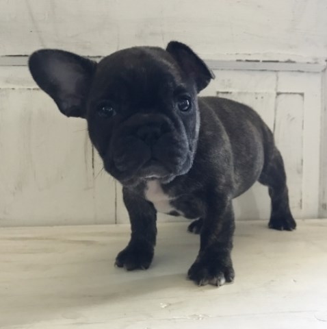 Mine, French Bulldog Breeder in 73301, Texas