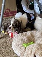 American Cocker Spaniel thumbnail