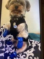 leah barfuss - Yorkshire Terrier Stud