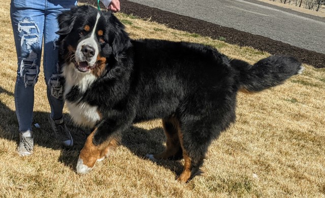 Mountain Home Berners