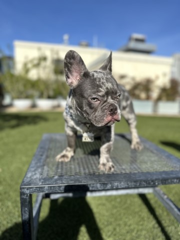 French Bulldog Stud 30867